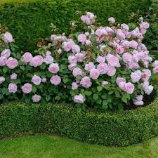 Like The Idea Of Having This Small Headge To Outlint The Front Bed Except That It Needs Care Trimming Great Look With Cottage Garten Rosen Beet Blumengarten