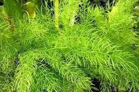 シャタバリ 長い歴史が証明する女性に嬉しい滋養強壮のハーブ ハーブ アーユルヴェーダ 健康