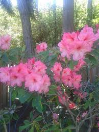 Rhododendron Springfield A Late Blooming Rhodie That Has A Unique Salmon Color Photo By Jan R Fuller