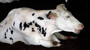 Causa no animal paralisia, mudança de. Ministerio Da Agricultura Avalia Caso Suspeito De Vaca Louca No Mato Grosso