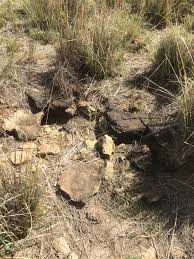 Image result for Hypertelis salsoloides