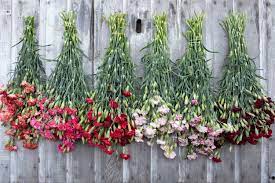 We did not find results for: Old Fashioned Carnations For Cutting Floret Flowers