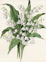 Lily Of The Valley Lily Of The Valley Flowers Lily Of The Valley Flower Painting
