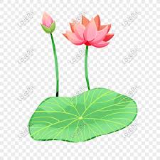 夏至ピンクの蓮の花の花骨蓮の葉イラスト要素手描きイメージ グラフィックス Id 401336285 Prf画像フォーマットpsd Jp Lovepik Com