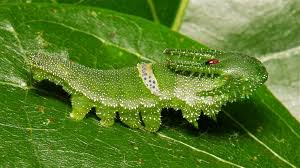 Black And Red Spiky Caterpillar California Great Nawab Caterpillar Charaxes Polyura Eudamippus Charaxinae Nymphalidae In 2020 Caterpillar Weird Animals Animals Bugs