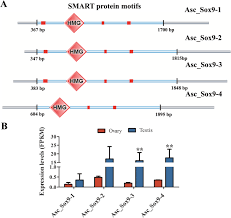 Terima kasih atas kunjungan polres binjai oleh sat binmas polres binjai ke seketariat fkpm senkom kota binjai, dlm rangka silaturahim sekalian penyerahan tembusan sk fkpm senkom kota binjai ke sat binmas polres binjai 4 juni 2020 # senkompusat # senkomsumut # bersamalawancovid19 # tetappakaimasker Full Length Transcriptome Sequencing And Comparative Transcriptomic Analysis To Uncover Genes Involved In Early Gametogenesis In The Gonads Of Amur Sturgeon Acipenser Schrenckii Frontiers In Zoology Full Text