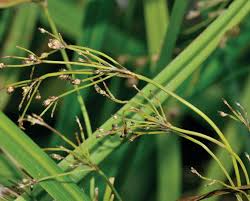 Image result for Scleria bequaertii