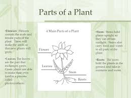 The pistil is a plant's female part. Parts Of Plants Plant And Flower Parts Ppt Download