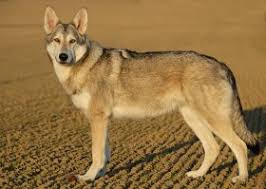 Von westerode (tschechoslowakischer wolfshund ). Saarloos Wolfhund Zwinger Una Neshoba Deggenhausertal Baden Wurttemberg Snautz De