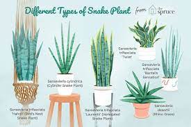 A Handy Guide To The Snake Plant Dracaena Trifasciata Snake Plant Indoor Snake Plant Snake Plant Care