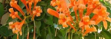 We did not find results for: Pyrostegia Species Flame Vine Golden Shower Orange Trumpet Creeper Pyrostegia Venusta