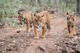 These tigers are nocturnal hunters and can travel many miles to find their prey. Bengal Tigers May Lose A Vital Habitat By 2070 Smart News Smithsonian Magazine