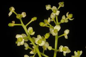 Image result for Vepris sansibarensis