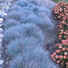 Image result for Festuca