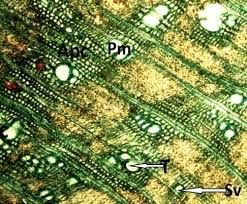 Image result for Albizia glaberrima