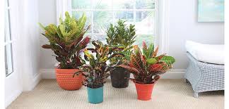 Crotons are big color bursts that will steal the attention from all of your other indoor plants. Croton Costa Farms