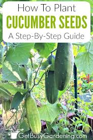 Check spelling or type a new query. How To Plant Cucumber Seeds A Step By Step Guide Cucumber Plant Easy Vegetables To Grow How To Plant Cucumber