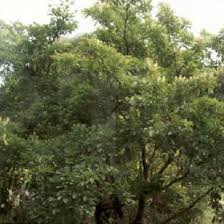 Image result for Terminalia phanerophlebia