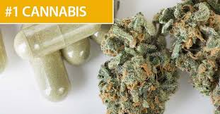 If a dog has a single primary lung tumor that has not spread to the lymph nodes, he has an average survival time of 12 months. Cancer In Dogs How To Fight Back With These 3 Herbs Ben S Barketplace