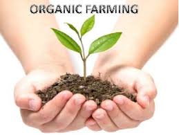 जैविक खेती की जानकारी| Organic farming ...