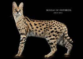 Rather, a serval cat is a wild animal with specific needs and inherited instincts that must 10 risks of having a serval cat. Serval Cat
