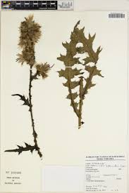 Image result for Helichrysum longiramum