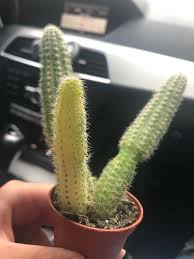 The rattail cactus accepts being neglected and it grows well how to propagate rat tail cactus. Spotted This Incredible Variegated Rat Tail Cactus Which I Let My Friend Purchase And I Now Regret For 4 Dollars Today Succulents