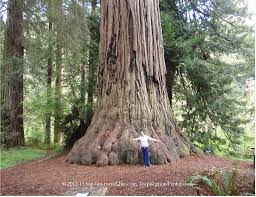 The Magnificent Redwood Trees Of California Top Ten Travel Blog In 2020 Coastal Redwood Redwood Tree California Travel