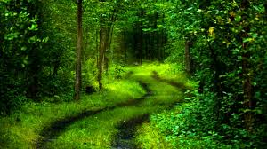 Image result for nature