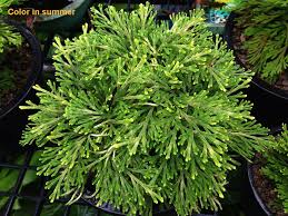 Image result for Selaginella congoensis