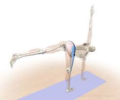 The Daily Bandha Anatomic Sequencing Revolved Half Moon Pose Yoga Anatomy Yoga Muscles Iyengar Yoga