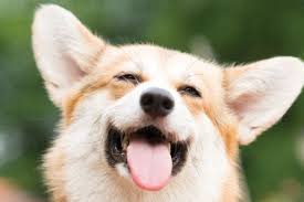Why Do Dogs Sneeze When Theyre Excited Dog Sneezing Excited Dog Excited Animals