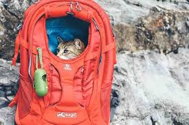 Then you've come to the right page. Cat Backpacks For Adventuring With Your Cat Catexplorer