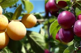Image result for prunus domestica renkloda althana