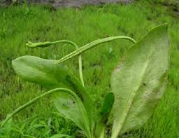 Image result for Ophioglossum costatum