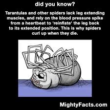 Follow Mighty Facts On Pinterest Http Pinterest Com Mightyfacts Funny Facts Fun Facts Wtf Fun Facts