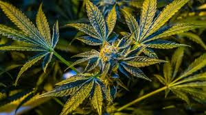 Or on the day of april 20th, and by extension, a way to identify. Why Is 420 The Unofficial Marijuana Holiday Video Abc News