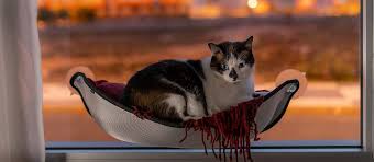 Cat climbing four step stairway — regular price $34.95 window hammock cat bed — regular price $15.95 cat litter trapping mat (double layer) — regular price $10.99 + The Best Cat Hammocks Review In 2021 Pet Side