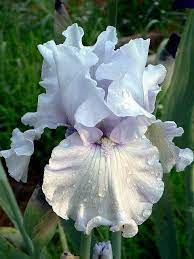 Silverado Iris Flowers Iris Garden Beautiful Flowers
