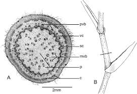 The clover plant is a member of the vascular group. A Cross Section Of Piper Obtusilimbum Stem Showing Typical Download Scientific Diagram