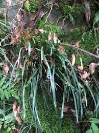 Image result for Vittaria elongata