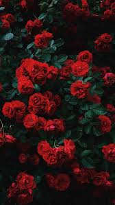 Red Rose Wallpaper Iphone Cute Flower Wallpapers Rose Flower Wallpaper Flower Iphone Wallpaper