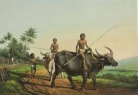Membajak sawah cara tradisional, dengan tenaga sapi/kerbau. Lukisan Kerbau Di Sawah Koleksi Lukisan