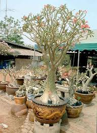 Image result for Ctenium somalense