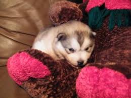 We are offering affordable puppies for families who want all the i have to female bulldog puppies for sale. Alaskan Malamute Puppies In Texas
