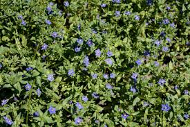 Image result for Ardisiandra sibthorpioides