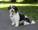 Havanese Short Hair Black