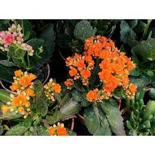 Alice florist continue to deliver fresh flowers and gifts delivery during this rmco (recovery movement control order) period. Sg Buloh Nursery Fang Kiat Florist Flower Plants Plants Planting Flowers Succulents