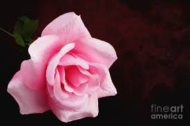 We did not find results for: Artificial Flowers Rose In Bloom On Dark Red Black Background Photograph By Donald Erickson