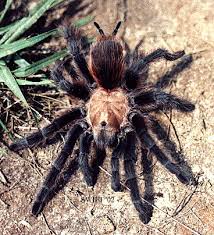 Tarantula Photo Gallery